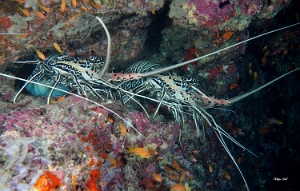 Maldives 2021 - Langouste peinte - Painted rock lobster - Panulirus versicolor - DSC00688_rc